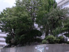 云雀丘学园高等学校校园设风景