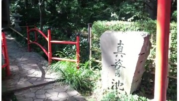 东京国分寺的お鹰の道 (157播放)